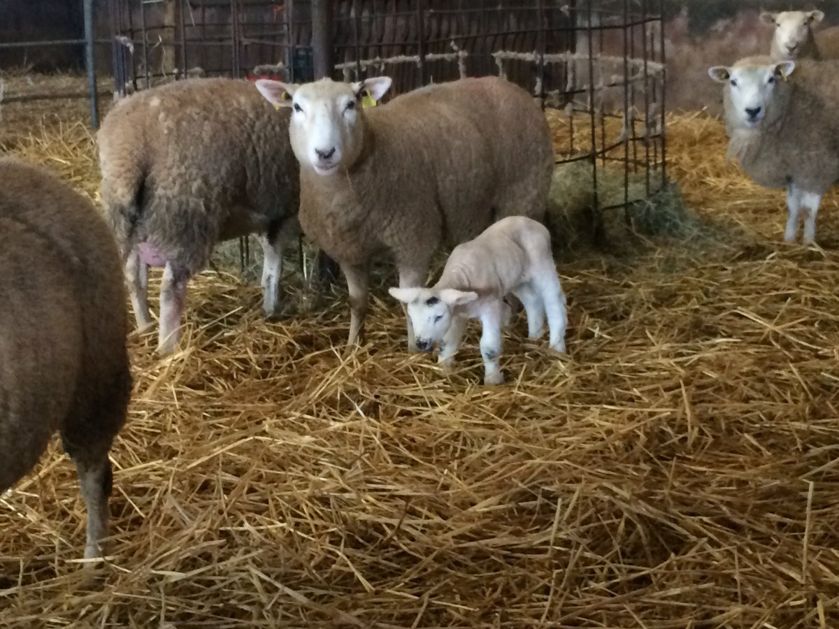 fimalone1 tweet media