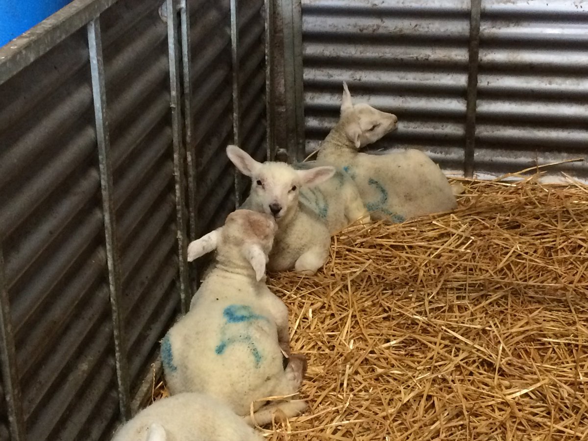 fimalone1 tweet media