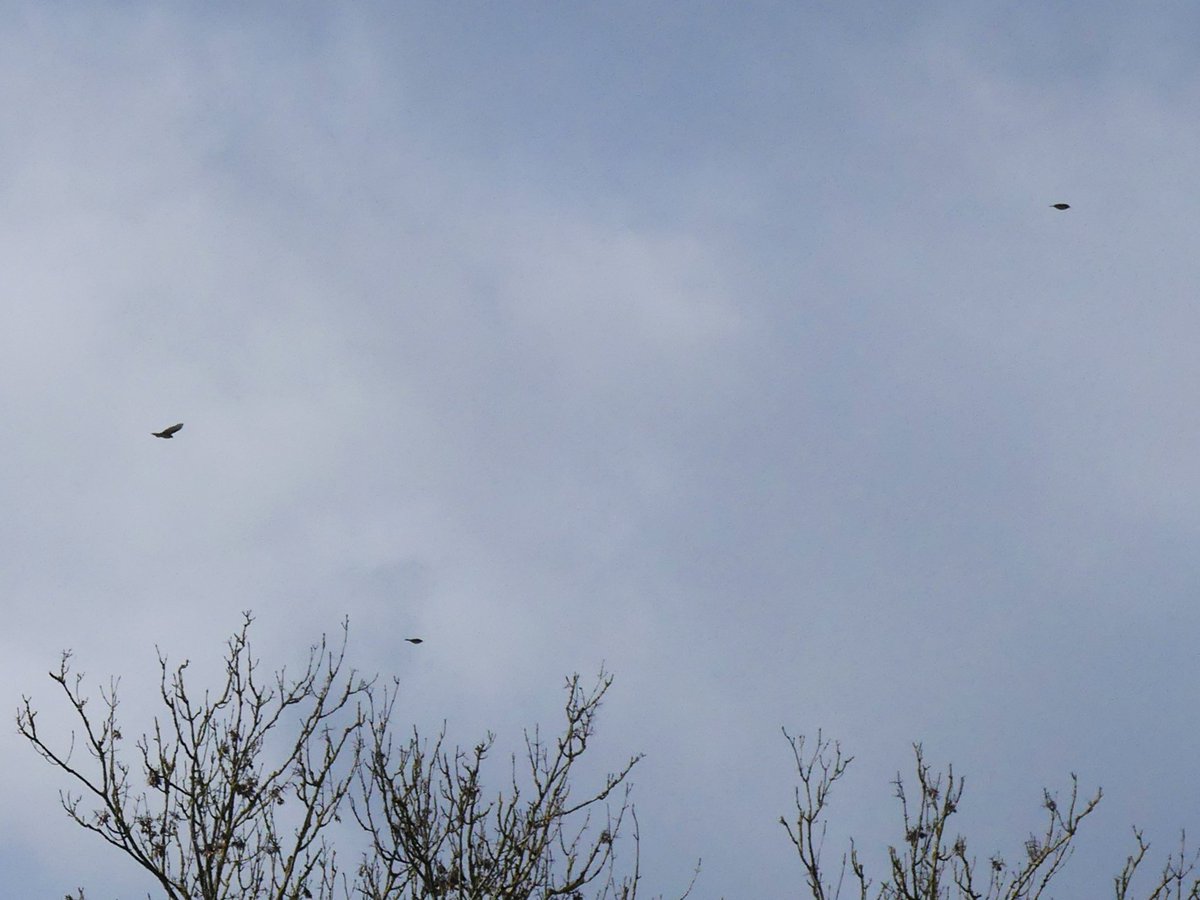 BirdingHawkeye's tweet photo. Spring migration is shifting up a gear locally. Picked up another Chiffchaff and a movement of 39 Meadow Pipits heading north in MK South earlier today. 27 of them went over Tattenhoe Park over about 40 minutes, some alone, others in groups.  Eagerly awaiting the Hirundines now! https://t.co/y1IYKMgKDB