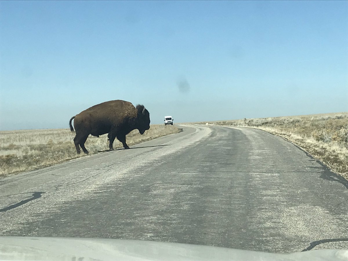 We sat in #awe. This creature once fed and clothed nations, roamed the country, trampled masses.

Let him pass in humble strength and dignity.

#vss365 #AntelopeIsland #Utah