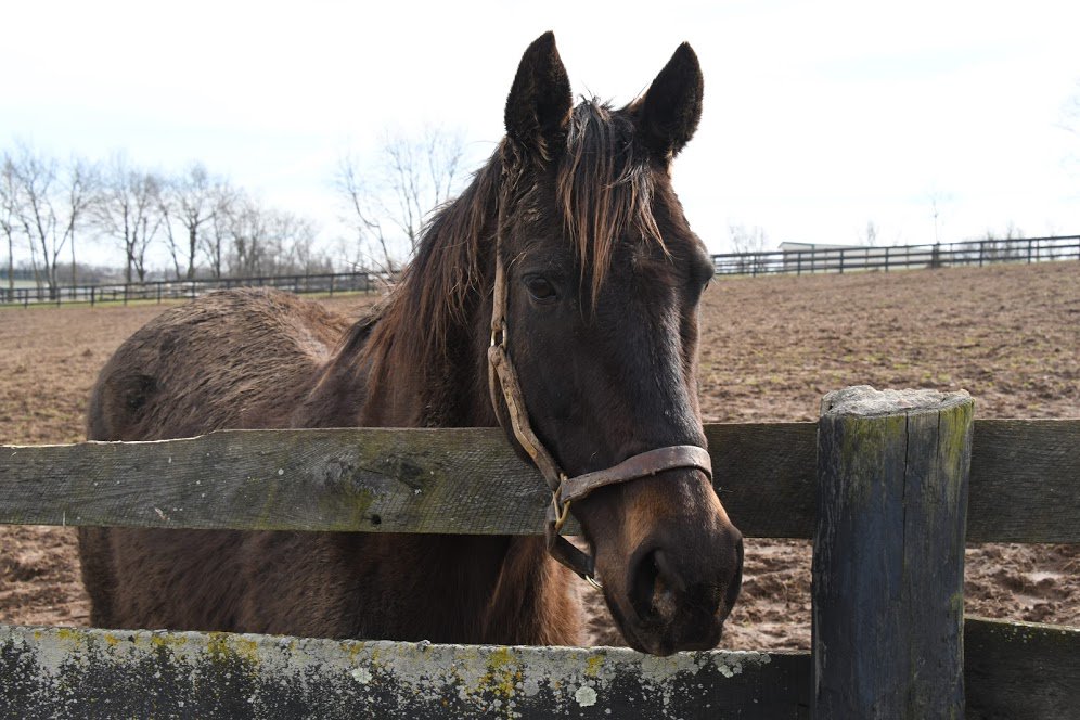 Old Friends (@oldfriendsfarm) on Twitter photo Old Friend of the Day 2: It's Joey P's 17th birthday today! Joey's hoping all his <a href="/SecondCallOTTB/">Second Call</a> New Jersey friends will send him birthday kisses & come visit soon. Photo <a href="/battles_laura/">Laura Battles</a> Old Friend of the Day 2: It's Joey P's 17th birthday today! Joey's hoping all his <a href="/SecondCallOTTB/">Second Call</a> New Jersey friends will send him birthday kisses & come visit soon. Photo <a href="/battles_laura/">Laura Battles</a>