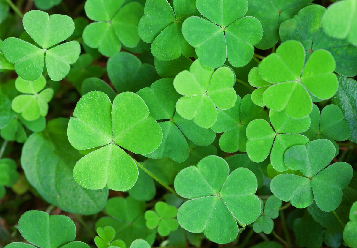 Have a happy and super lucky #StPatricksDay!