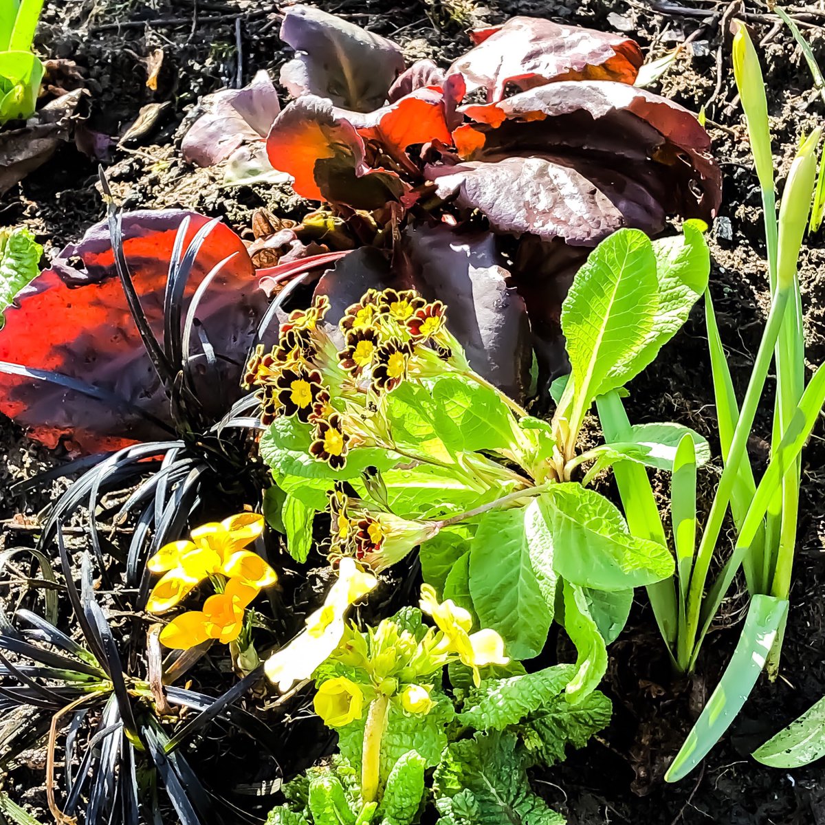PollandMichelle's tweet photo. One min it’s raining the next the suns out but I had a quick look around the garden in between the showers and this little spring combo caught my eye..have a fab Sunday! #springbulbs #springcombo #garden #flowers #gardening #bulbs https://t.co/VYew5jWBXw