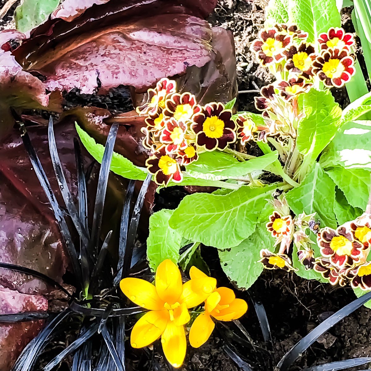 PollandMichelle's tweet photo. One min it’s raining the next the suns out but I had a quick look around the garden in between the showers and this little spring combo caught my eye..have a fab Sunday! #springbulbs #springcombo #garden #flowers #gardening #bulbs https://t.co/VYew5jWBXw
