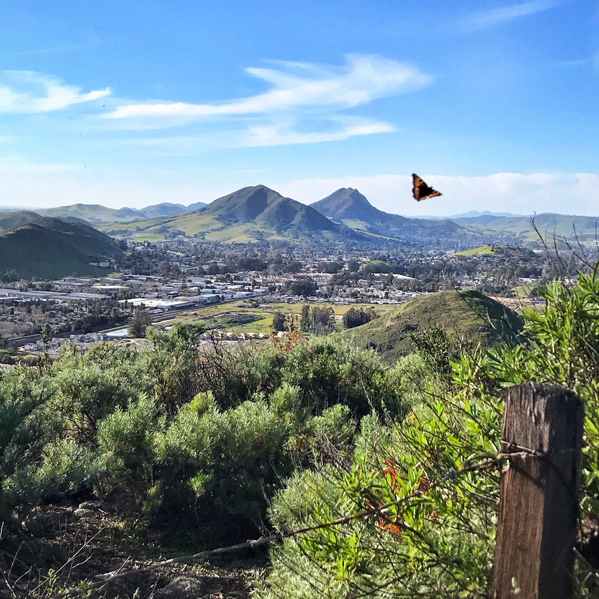Pinch me, please!
Feeling SLO lucky!🦋🍀
<a href="/511TravelInfo/">SLO 511</a> <a href="/CalPoly/">Cal Poly</a> <a href="/SLOTribune/">The Tribune</a> <a href="/slocountyinfo/">slocounty.info</a> @VisitSLOC <a href="/visitslocal/">Visit SLO CAL©</a> <a href="/ShareSLO_/">#ShareSLO</a> <a href="/SLOParksandRec/">SLO Parks and Rec</a> <a href="/KCOY/">Follow @NewsChannel312</a> #hikeSLO #StPatricksDay #sanluisobispo #centralcoast #BeOnKSBY #OptOutside  #Butterfly