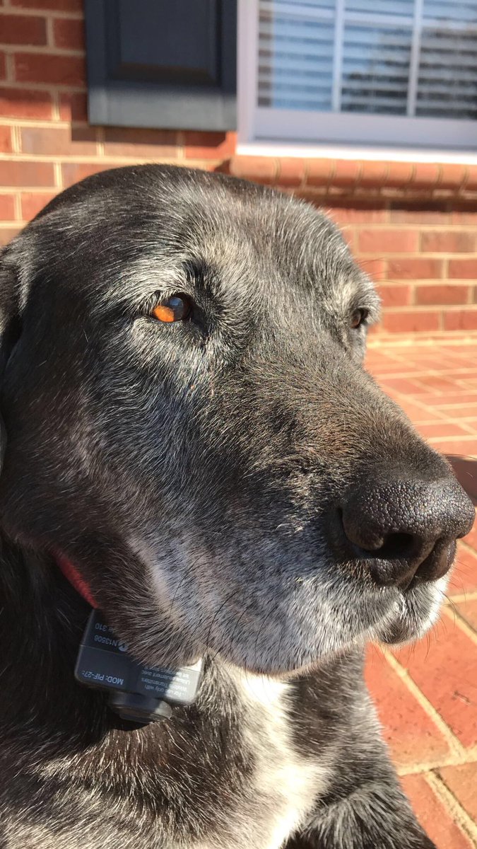 JackDesignsArt's tweet photo. @wiIdfeeIs My puppers ♥️ https://t.co/DTwgNvl1TZ