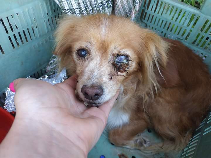 procuas's tweet photo. Es inhumano dejar a una criatura en estas condiciones, y siendo una abuelita con una infección en el ojo brutal..
Cómo el q deja 1kg d naranjas en el campo porque no le sirve.. 
procuas@outlook.es
La Caixa:ES80 2100 4605 8322 0012 7855
Concepto :Nana
PayPal : procuas@outlook.es https://t.co/5MmPxnohiT
