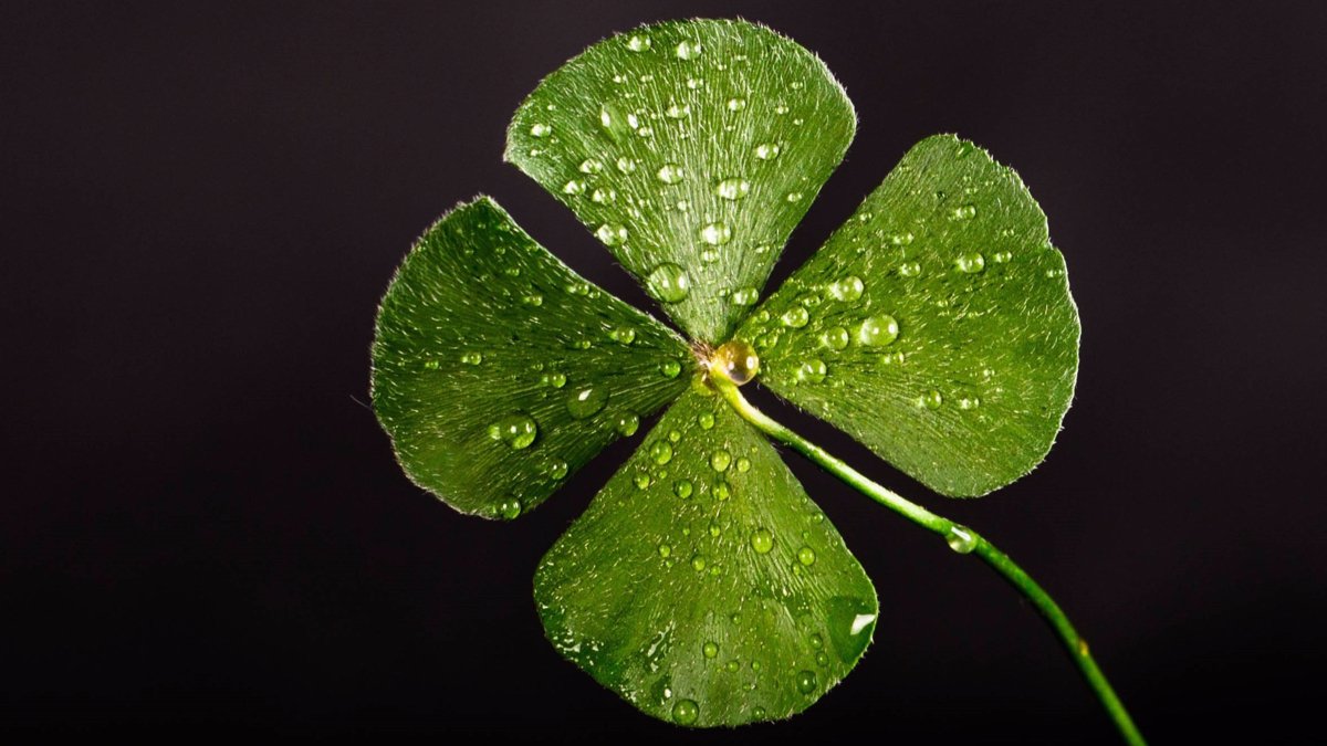Restaino4Mayor's tweet photo. Happy St. Patrick’s Day! 🍀 One of our favorite places to celebrate is Gadawski's. I’ve had the honor of traveling to Notre Dame games with their family for many years. - RMR #NiagaraFalls #StPatricksDay https://t.co/2wmfLQTUg5