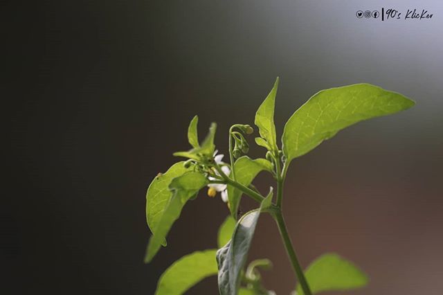 Hey!Look at me,yet I am budding now,I will bloom someday. -The words from the Die  hard Sapling........
.
.
.
.
.
#90sklicker #planthoarder #planta #prilaga #plante #plants🌿 #planted #plantao #plantparenthood #plantão #plantbasedfoods #aquaticplants #plants #plant #plantas #…