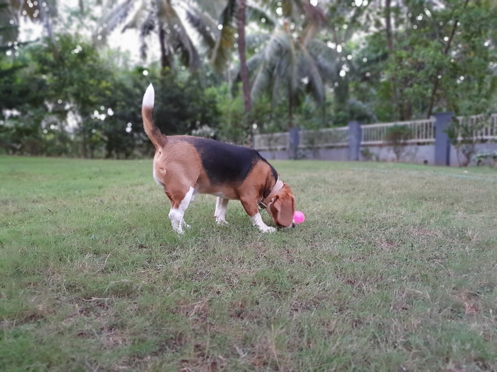 RamboSarma's tweet photo. Woof evening! Guess what! Back at my grandparents place. Good to spend some Q time with myself and my thoughts. Away from my hectic schedule in Bangalore. But, turns out, I don't have too many thoughts. Still pretty fun. *Woof woof* 🐶

#rambothebeagle #beaglesofinstagram https://t.co/gaTYdzl7zG