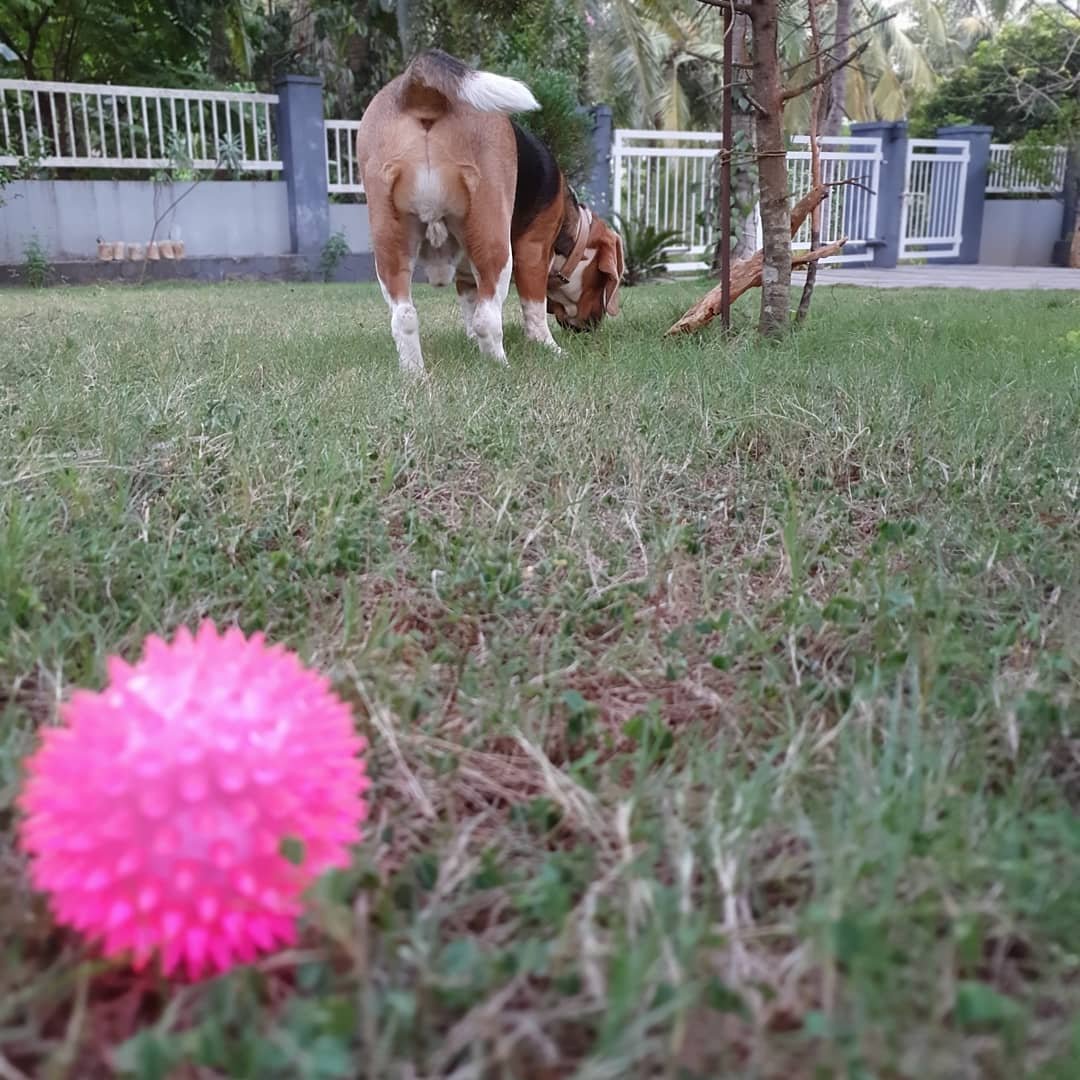 RamboSarma's tweet photo. Woof evening! Guess what! Back at my grandparents place. Good to spend some Q time with myself and my thoughts. Away from my hectic schedule in Bangalore. But, turns out, I don't have too many thoughts. Still pretty fun. *Woof woof* 🐶

#rambothebeagle #beaglesofinstagram https://t.co/gaTYdzl7zG