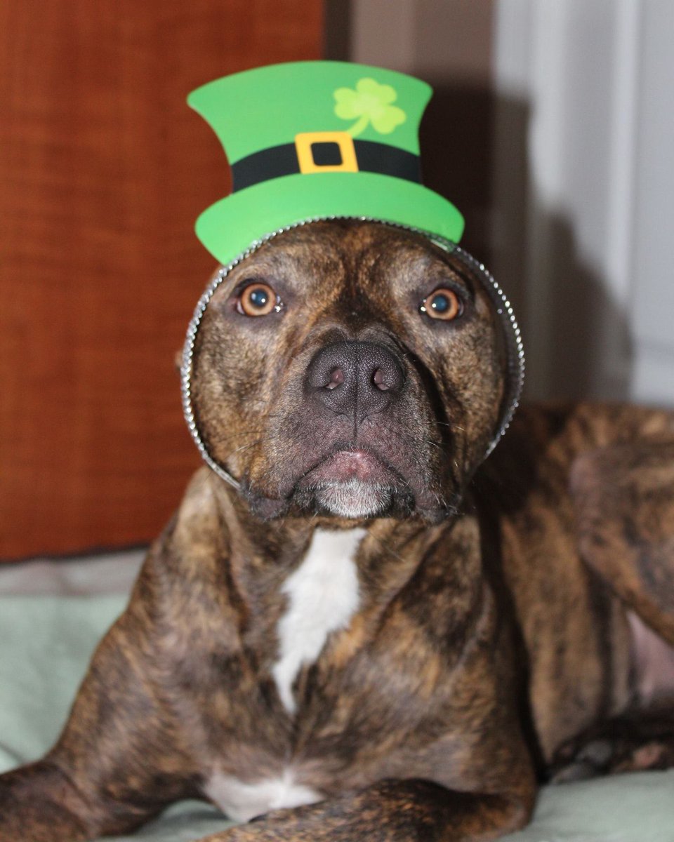 We're here to paddy with you this St. Patrick's Day! Join us for  $3 corned beef tacos, $3 green beer, $5 irish car bombs, $5 shots and $7 cocktails. Some restrictions apply. See our website for full details! #StPatricksDay☘️ #greenbeer #Albuquerque