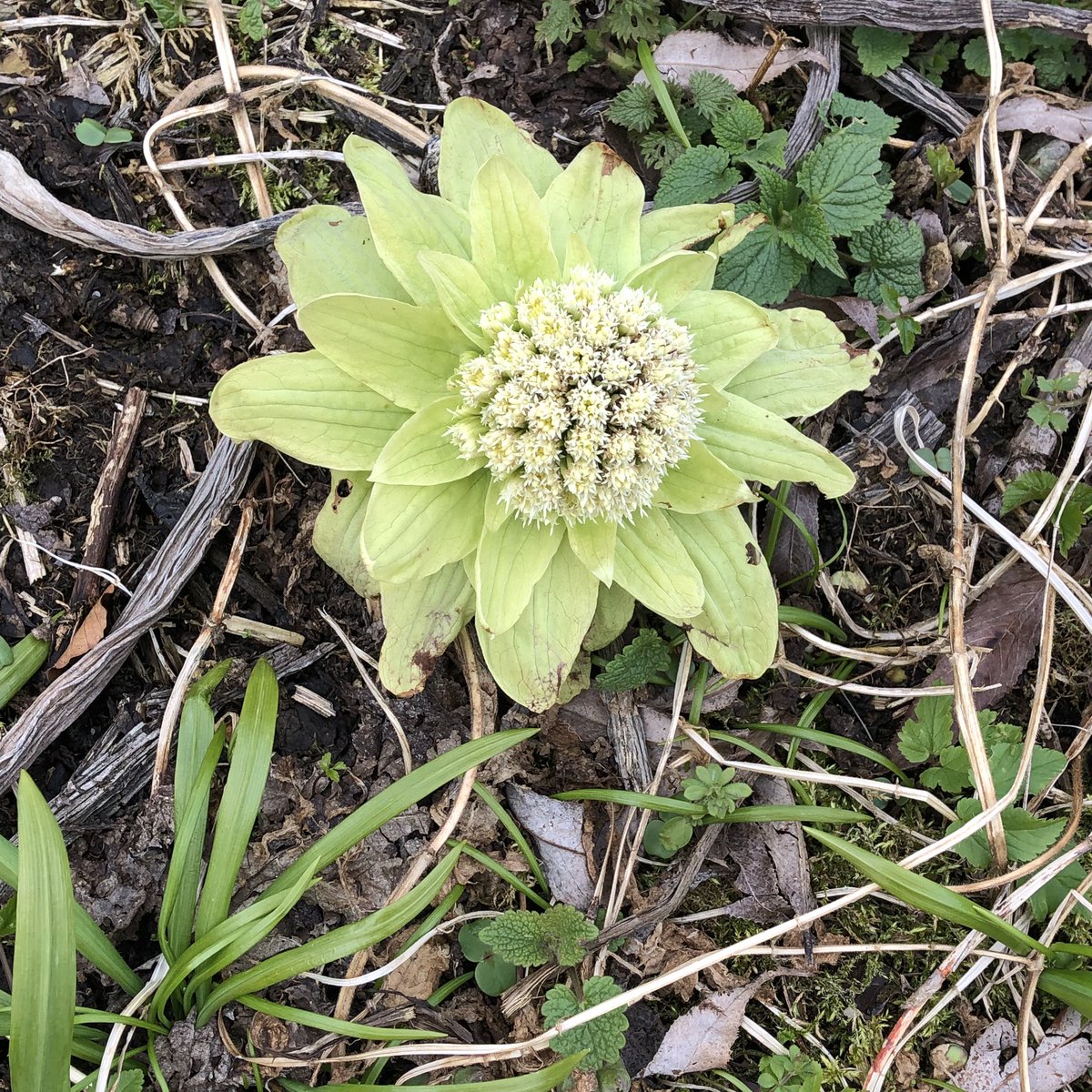 Sunday walks in Blackford hill. Amazing alien looking plants dotted amongst the wild garlic. Any ideas Twitter on what they are? This florist is stumped