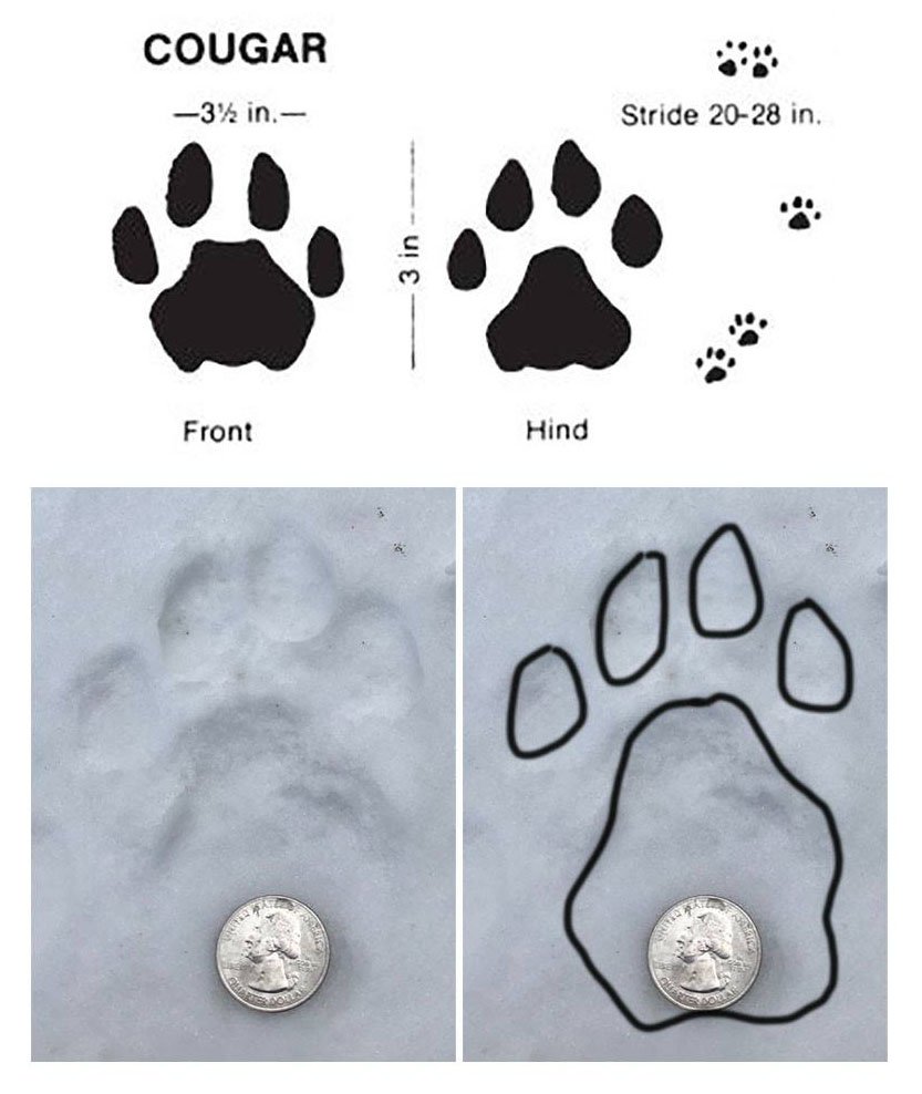 Mountain Lion Tracks Vs Dog - Free Robux Codes List Wiki