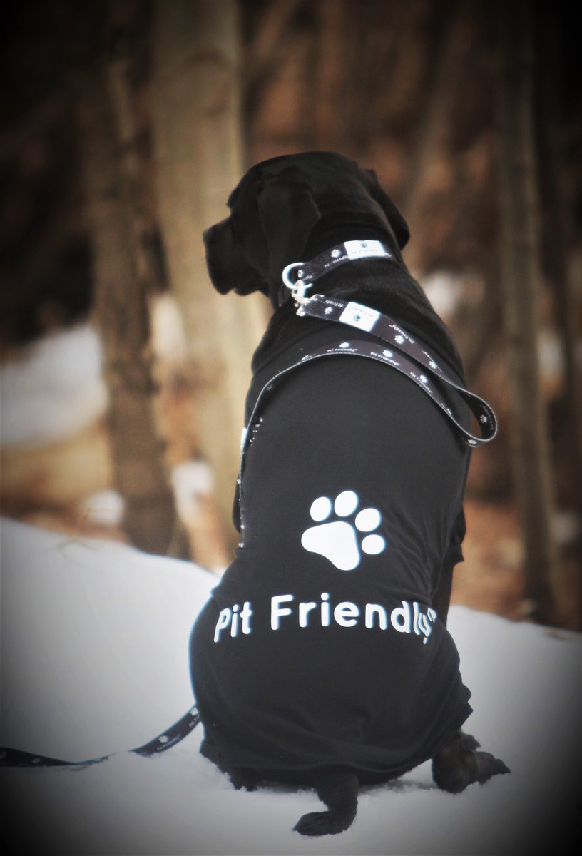 bchick19's tweet image. #pitbullsofficial #ourpitpage #pittie #pitbullpride #pitbullpuppy #bullybreed #americanbullies #lovebully #showusyourpits #bullyhaven #whogivesapit #bluenose