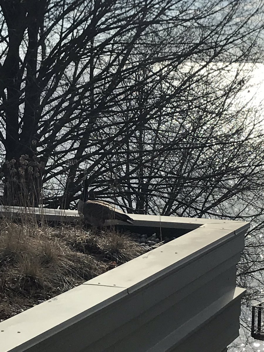 HowardIronWorks's tweet photo. The #SpringRituals - #MotherGoose checks out the maternity ward while Father stands guard by the water. At about 25 ft from the ground, the #livingroof has been a safe place to lay eggs. #CanadaGeese #CanadaGoose https://t.co/rjjMP52ACe