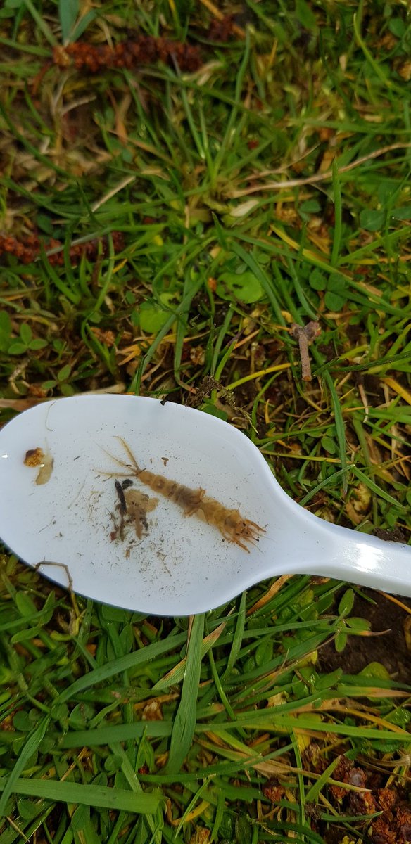 LeesonHouse's tweet image. Freshwater #ecology with @BrimshamGS @AnnaSims25 species diversity and indicator #species