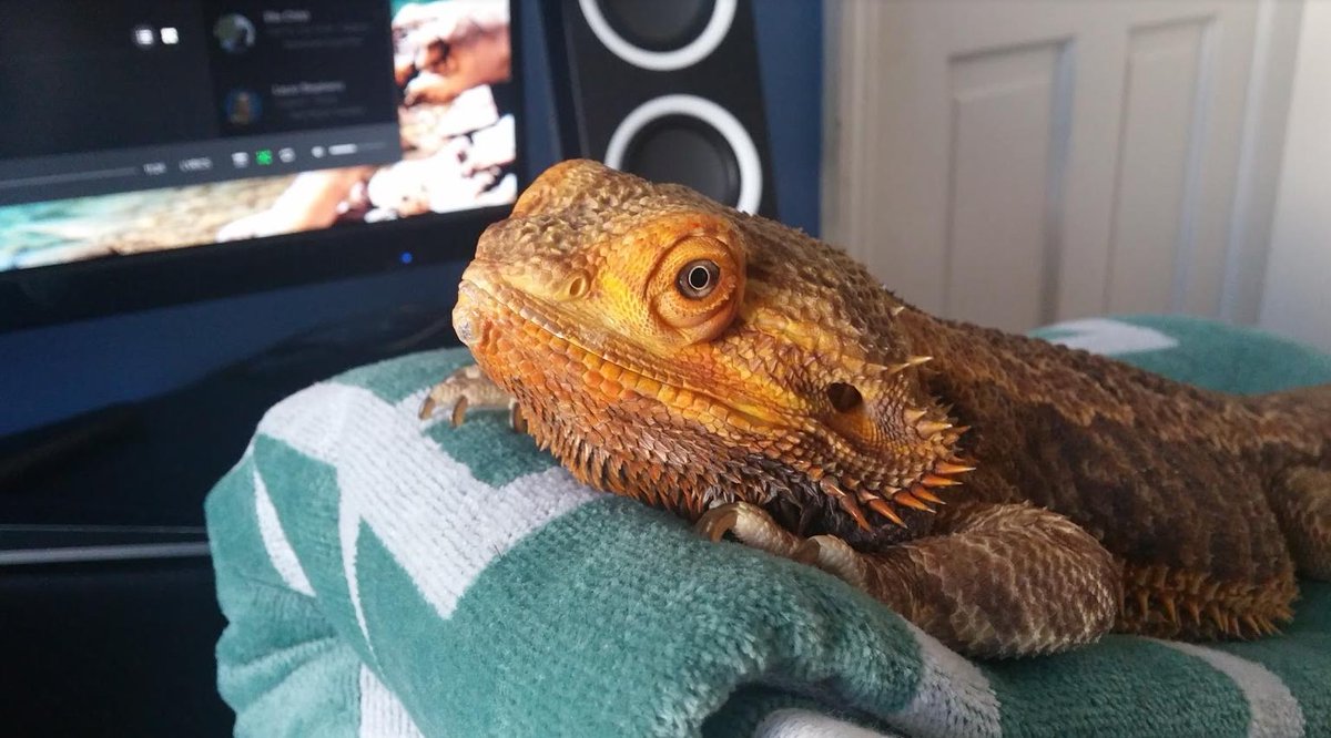 heres my bearded dragon btw.