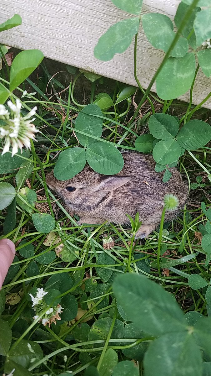 Tried to cut the grass today. Obviously I couldn't finish.