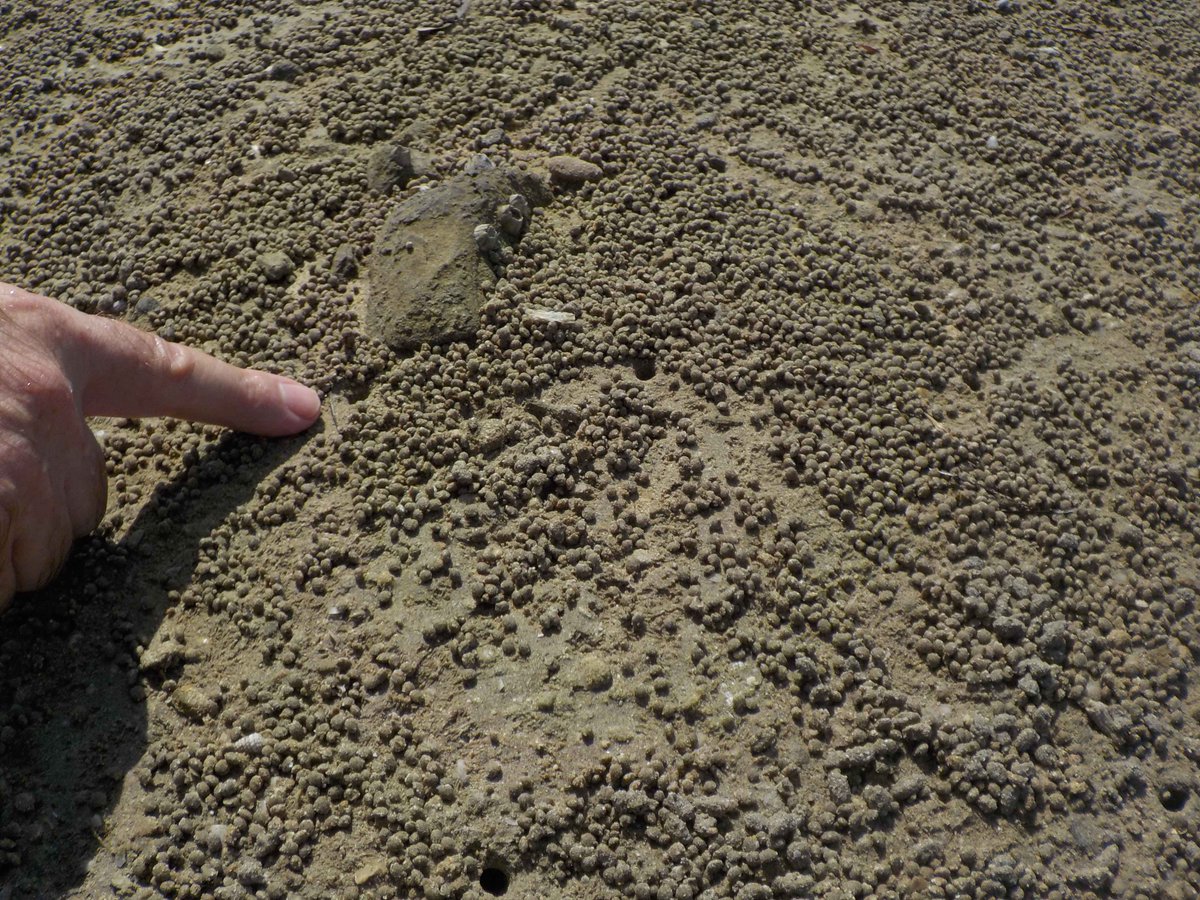 Spit balls

Well, sort of. I guess crabs can't spit! These are the feeding traces of crabs processing the sediment with their mouth parts. Note the clear escape path back to the burrow.
#SabkhaImageOfTheDay
