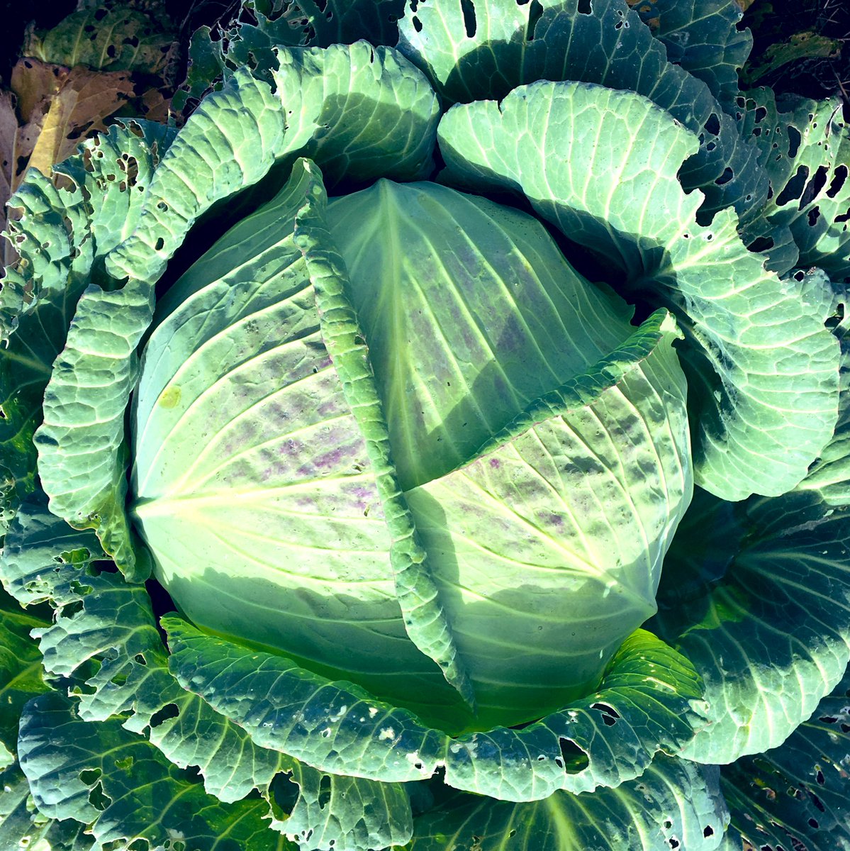 #Heritage Gortahork cabbages have over-wintered well, we should have nice fresh #organicseed for 2020.