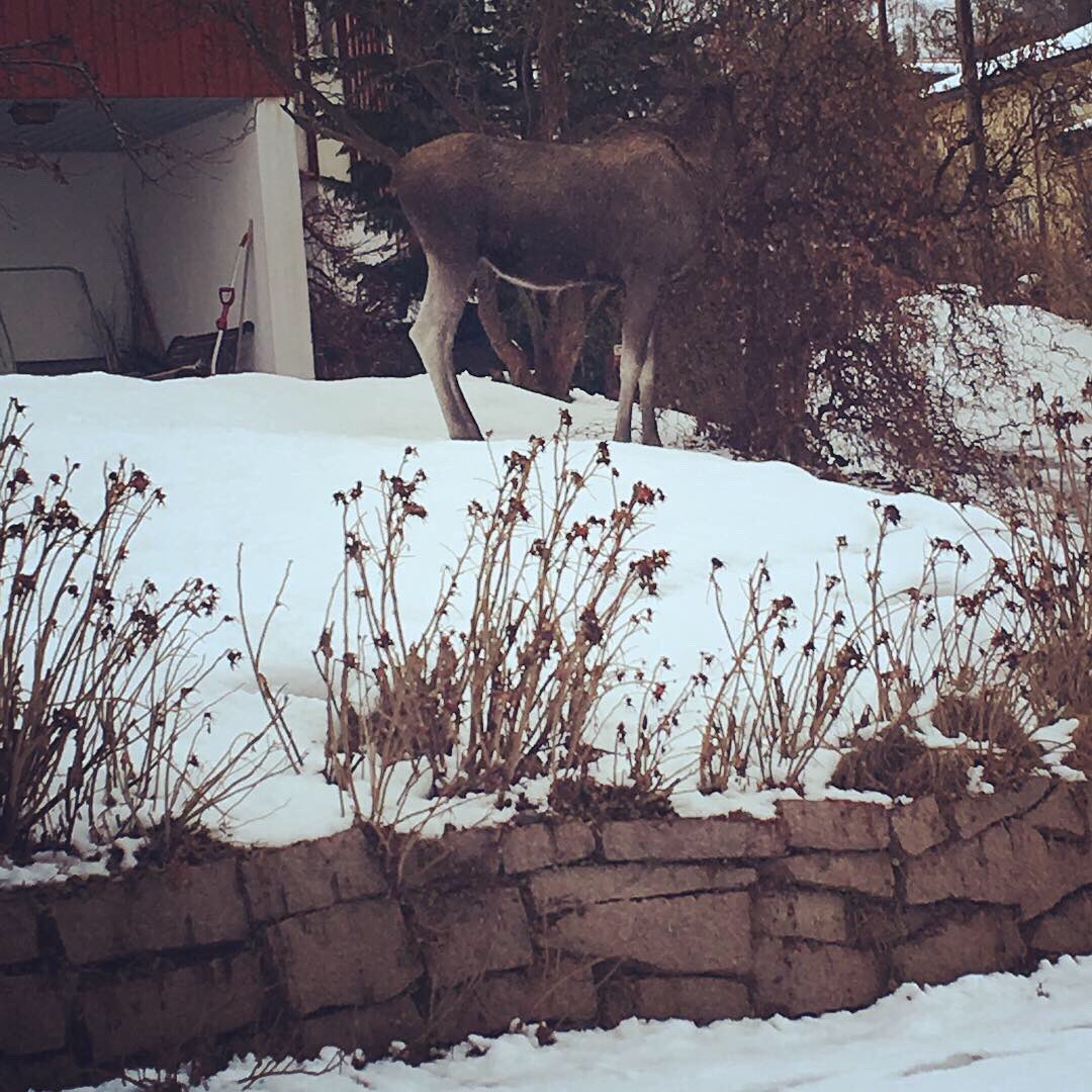 cille19's tweet photo. Helt normal dag på en villavej i Norge #norge #oslove #nordberg https://t.co/Ig1doXg1cI