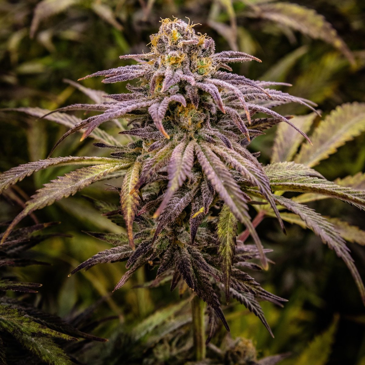 LaderaFarmsWa's tweet photo. This batch of Headband turned out amazing! The colors really started to pull through and the flavor has a great sour earthy taste. Great strain for sinus pressure and all the colds going around!🤧
.
#Ladera #LaderaFarms #handtrimmed #livesoil #i502 #washingtonweed #headband https://t.co/UsC4i4VJoH