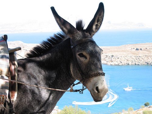 LindosAthena's tweet photo. We love #lindos 
#lindosdestination
#summerholidays https://t.co/RrjGcmBb9N