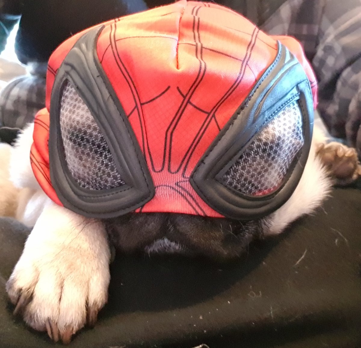 SpiderPug #GearsOfWar #pugs