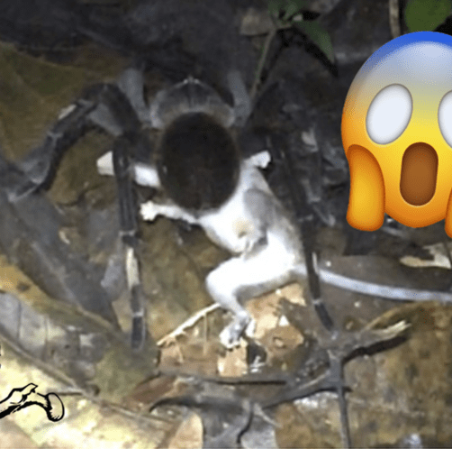 CAPTURED! Opossum Eating Spider lifeinlaymans.com/captured-oposs…
