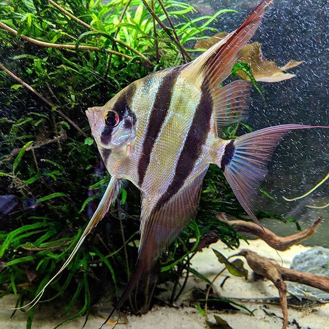 Javier_B_V's tweet photo. Pterophyllum altum adult F1.
.
.
.
#altum #altumangelfish #pterophyllum #aquarium #angelfish #freshwateraquarium #tropicalfish #aquariumlife #aquariumfish #pterophyllumscalare #amazonfish #fishtank #acuarioplantado #fish #freshwaterfish #acuario #naturea… https://t.co/89Q6RLQOak https://t.co/r3uSLH3Tlg