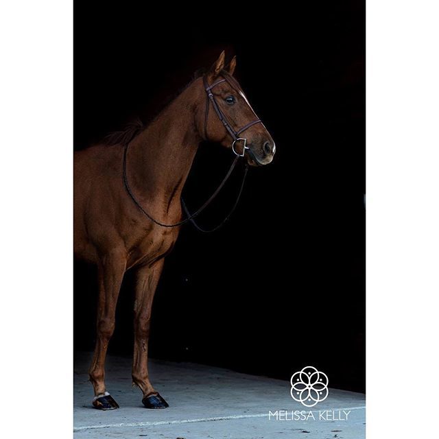 A little Sunday love from our Francis Valentino. #melissakellyimagery #wichitaphotographer #equinephotographer #equinephotography #kansasphotographer #hunterjumper #equestrianlife #equestrianstyle #equestrianphotography #equestrianart #equestriandecor