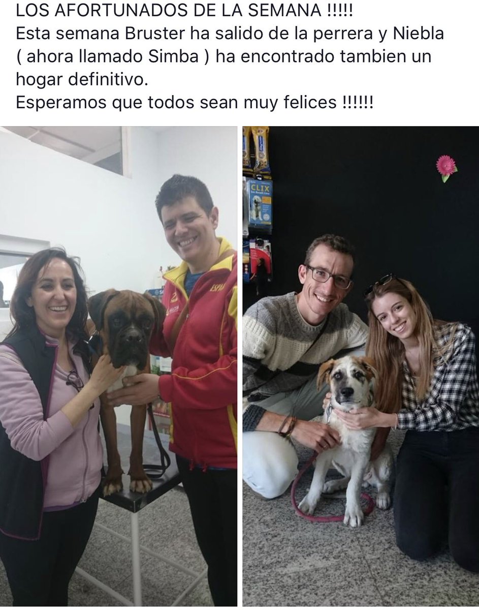 PerreraToledo's tweet photo. 🍀🍀🍀Nuestros afortunados esta semana son Bruster y Niebla!!! Unos suertudos que se van a casa con familias maravillosas, seguimos ayudando entre todos a encontrar hogares a nuestr@s pelud@s. GRACIAS 🍀🍀🍀 https://t.co/WUVL4Nurzq