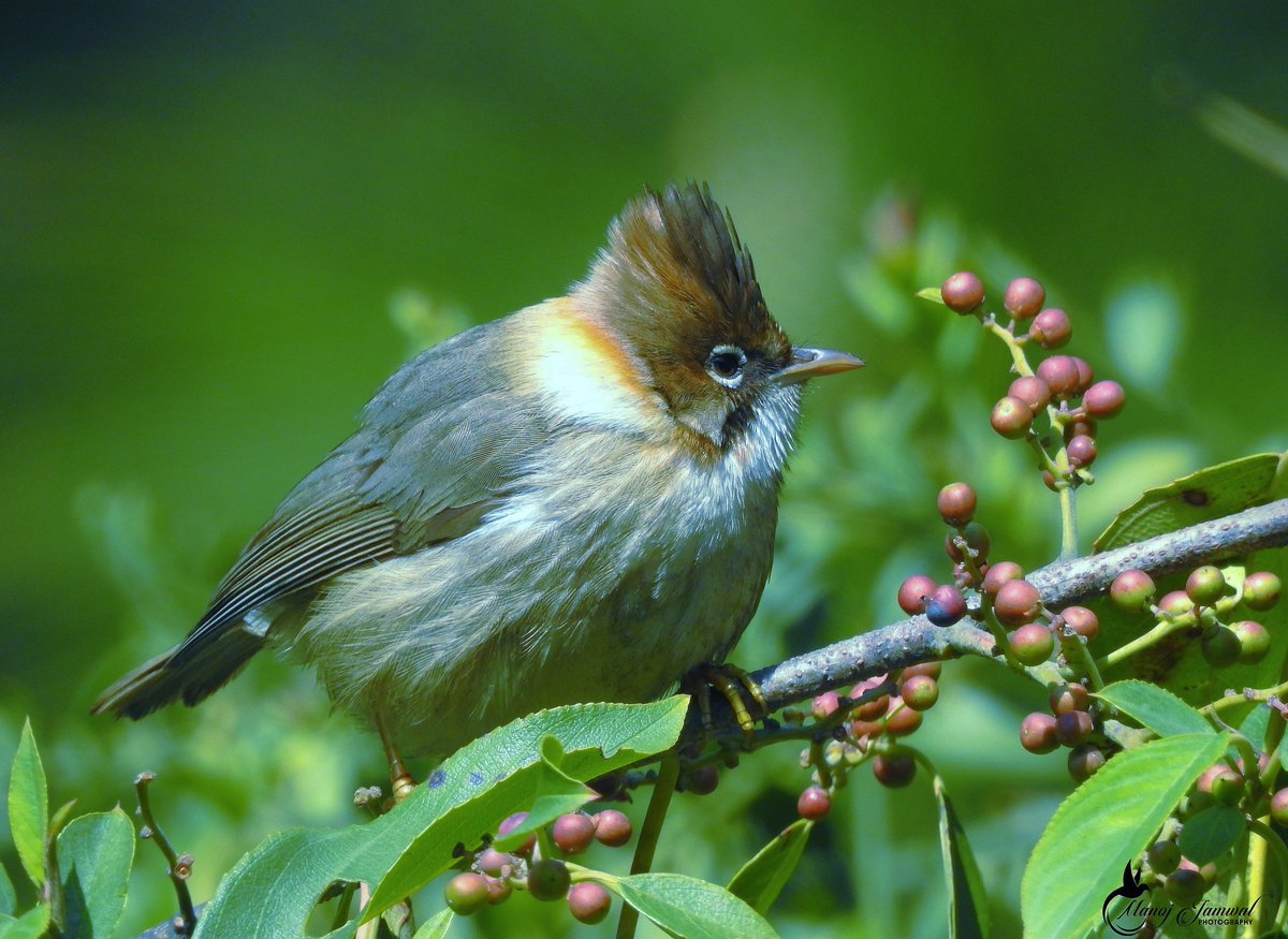 Whiskered yuhina
******************************
Great Himalyan National Park,Kullu 
#WII #himachalpradesh #indianbird  #birdslover #Birdstagram #birdsplanet #birdlife  #nationalgeography #nikonphotography #coolpixP900 #facebook
#twitter