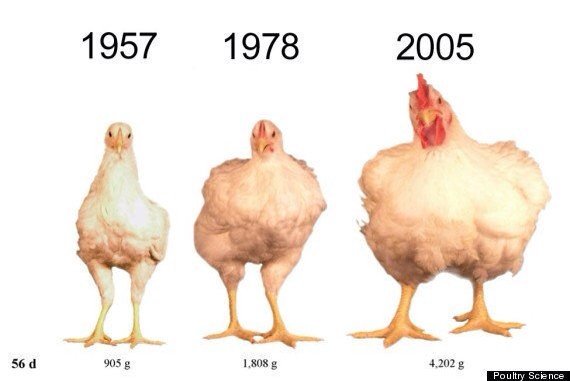 اختلاف كبير بين الدجاج في الماضي واليوم،والذي أصبح يحتوي 266%زيادة في الدهون، و33%بروتين أقل مما كان عليه قبل40عاما