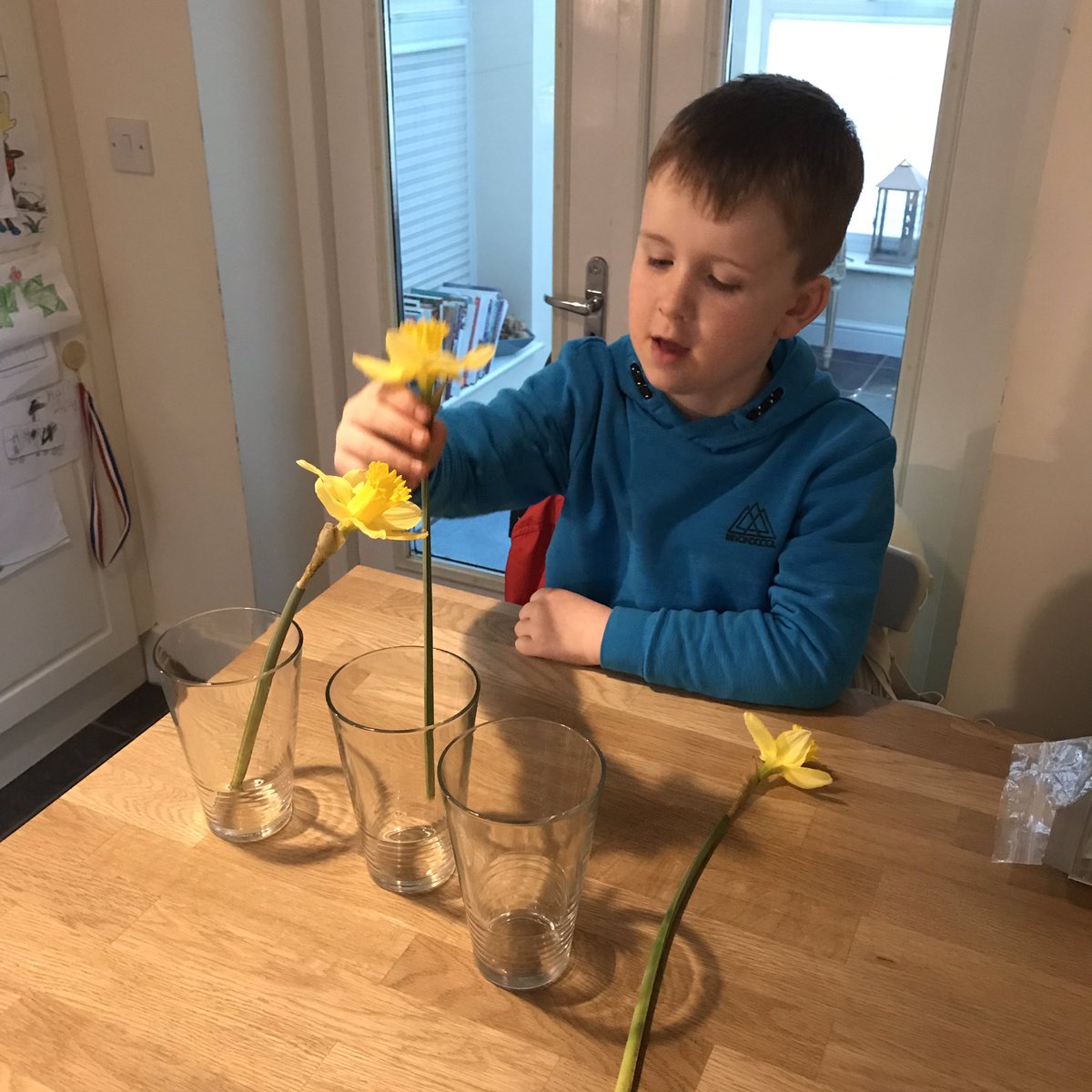 LippyBeth's tweet photo. @AbpsSch Science Week!  Our homework experiment 🧪🌼 will our daffodils soak up the colour and change!?   #capillary #transpiration #petals #stem #drinking #change #experiment #scienceweek #homework #1ac https://t.co/y3Uu8NdD7r