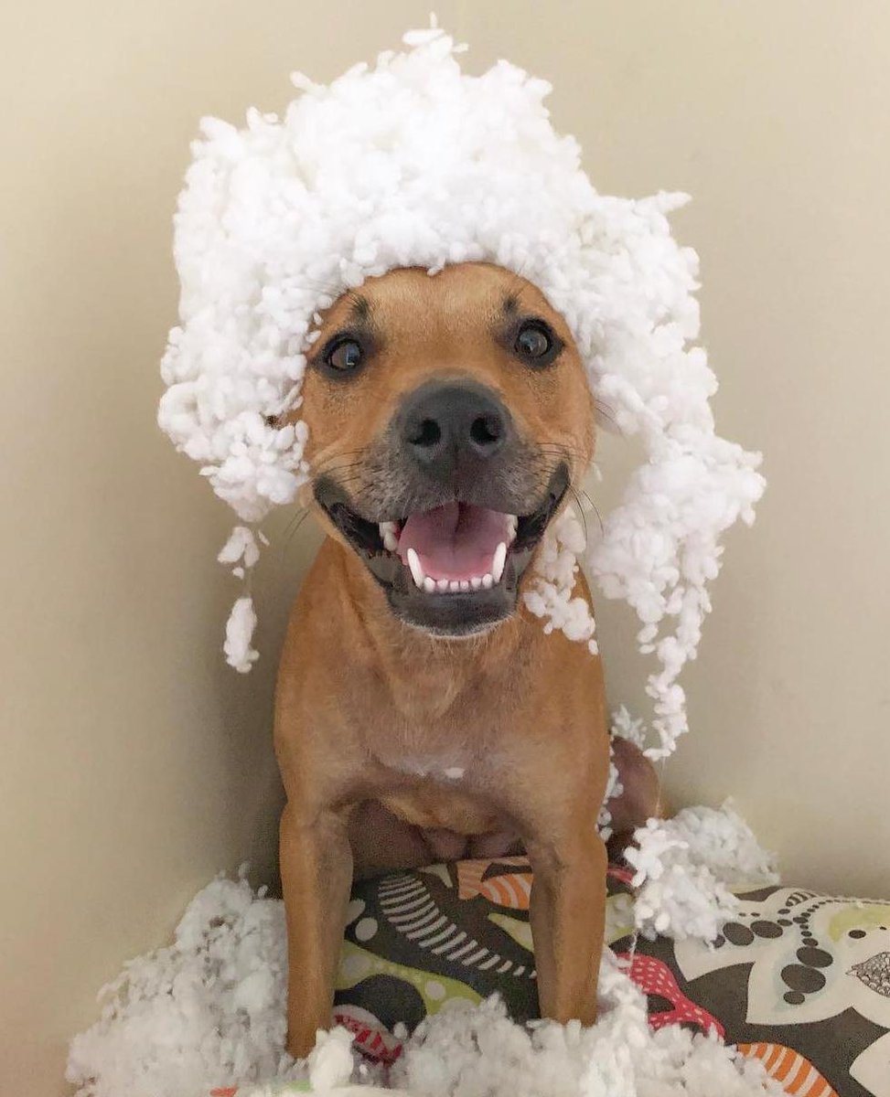 DestructionDogs's tweet image. Title: 'Self Portrait with Wig'
Artist: Kiba
Materials: Cushion
Credit: @ourdogkiba
#destructiondogs #cute #doggo #pupper #mess
