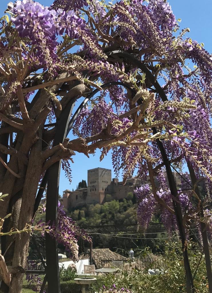 Un marco floral para nuestra Alhambra, en una primavera adelantada!!! #Alhambra #Granada @PlanesGranada @megustagranada @granadaturismo @turgranada @masquegrana @GranadaenFotos @GranadaCTours