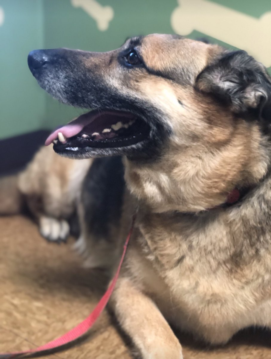maddiiiemon's tweet photo. @702Austin here’s heidi in her adventure to the vet https://t.co/nxhN7SyqQn