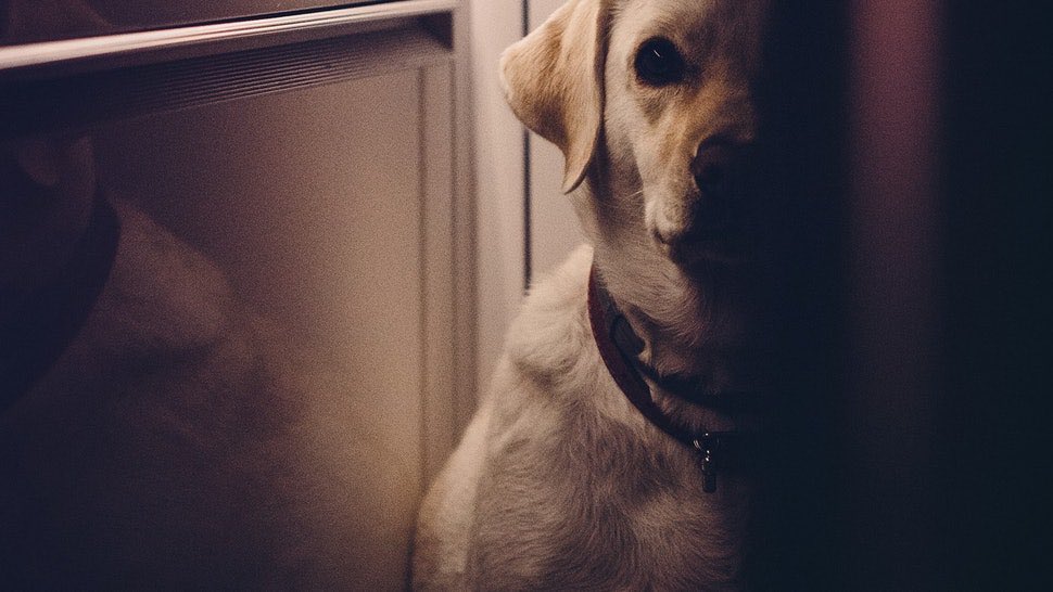 No matter how rich, talented or intelligent you are...How you treat animals tells me all I need to know about you.