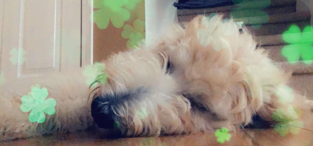 powell_jsp's tweet photo. Dreaming of all the luck coming her way - Happy St. Patrick’s Day from Lily🍀@smittypowell @dogcelebration https://t.co/ohAiDYWBWk