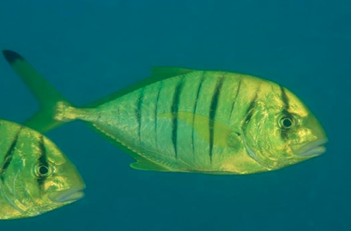 RedmapMarine's tweet photo. Happy Monday Twitter! And yes! Last weeks WTF #WhatsThatFish was the Golden Trevally (Gnathanodon speciosus). Like many marine fishes, this species' colouration changes as it grows and is typically bright golden during it's juvenile phase. Congrats to @GrantNewton2 and @stevepog https://t.co/CEAXzQwiaI