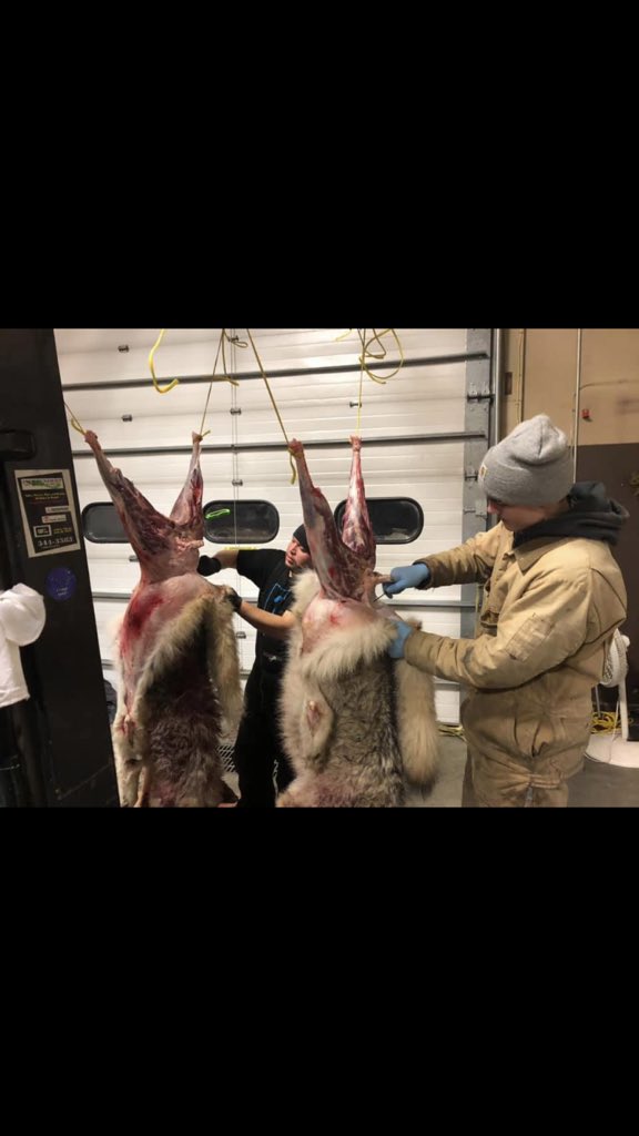 BoiEvan's tweet photo. Saving moose! https://t.co/K1bwWlpqGS