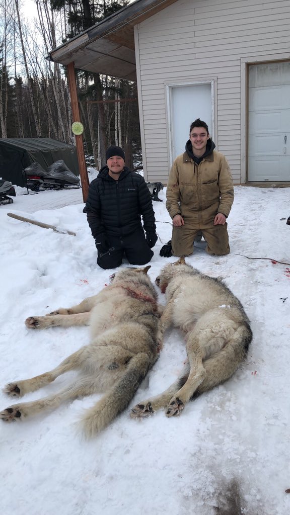 BoiEvan's tweet photo. Saving moose! https://t.co/K1bwWlpqGS
