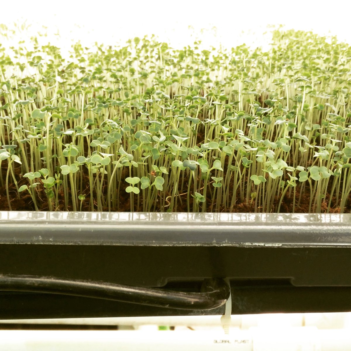Hydroponic Mustard Microgreens