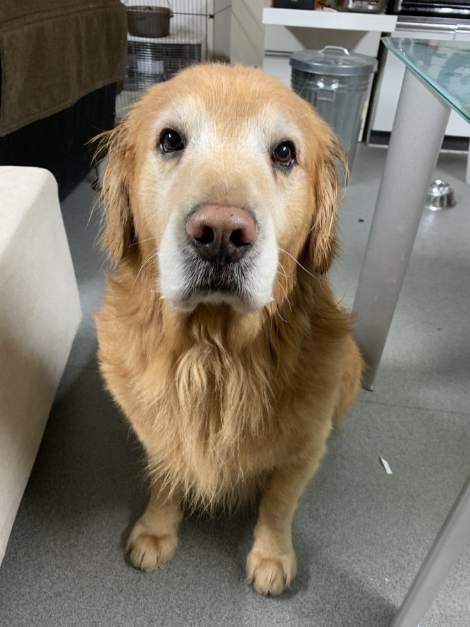 二宮祥平は結婚して嫁や子供はいる 身長や愛犬 愛車もチェック Youtuber Hacker