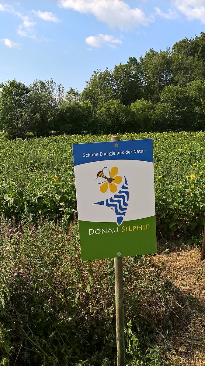 PiusKirrmann's tweet photo. @VeesWinfried Die Durchwachsene Silphie - eine vielversprechende Energiepflanze.
#Biogas #Energiewende https://t.co/QBPC8cV3Jg https://t.co/vK86MfA4rZ