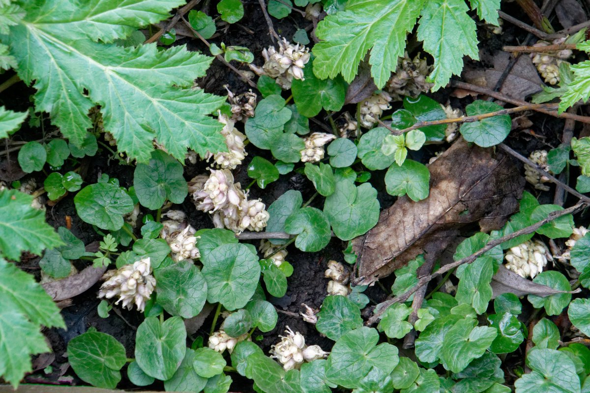 lukaslarge's tweet image. Toothwort (Lathraea squamaria) found next to the River Stour in Stourbridge near the Bonded Warehouse