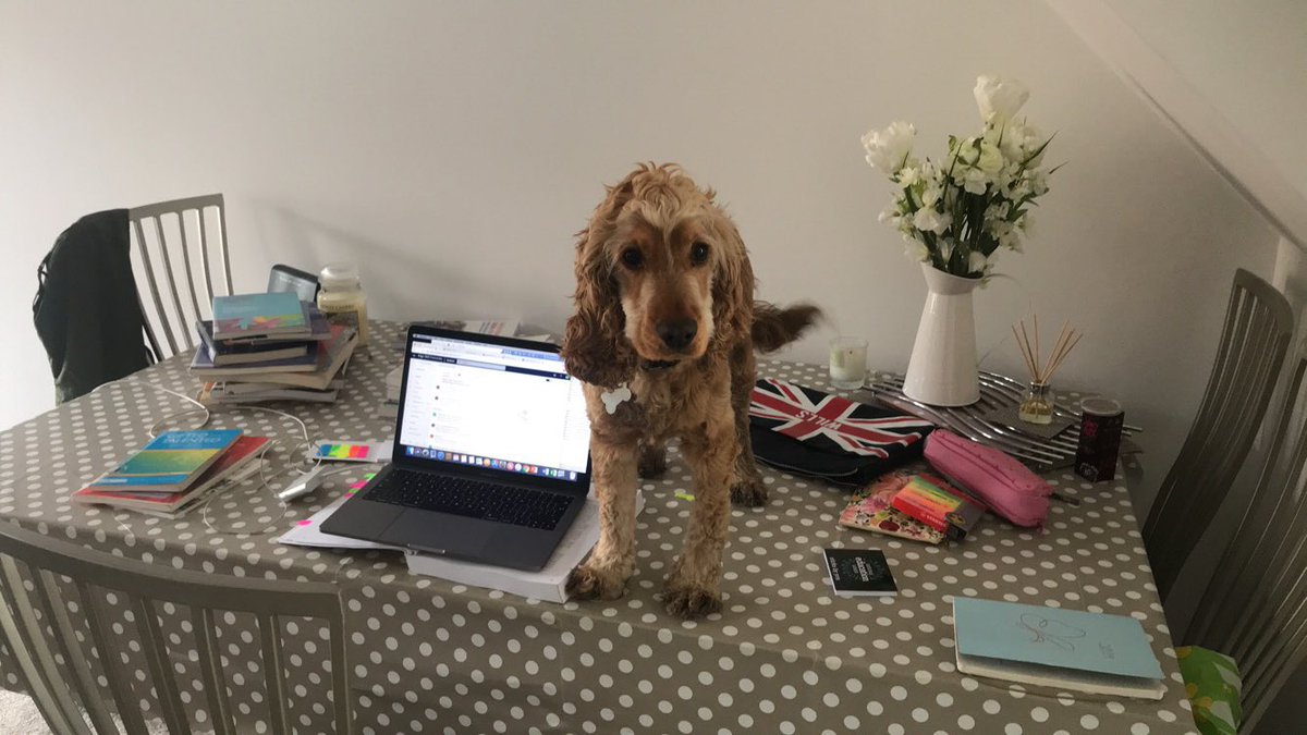 MissHeaton3's tweet photo. Reggie trying to help with my assignment as soon as I leave the room 🤷‍♀️🤦‍♀️🐾 https://t.co/Ui3CLiHVQB