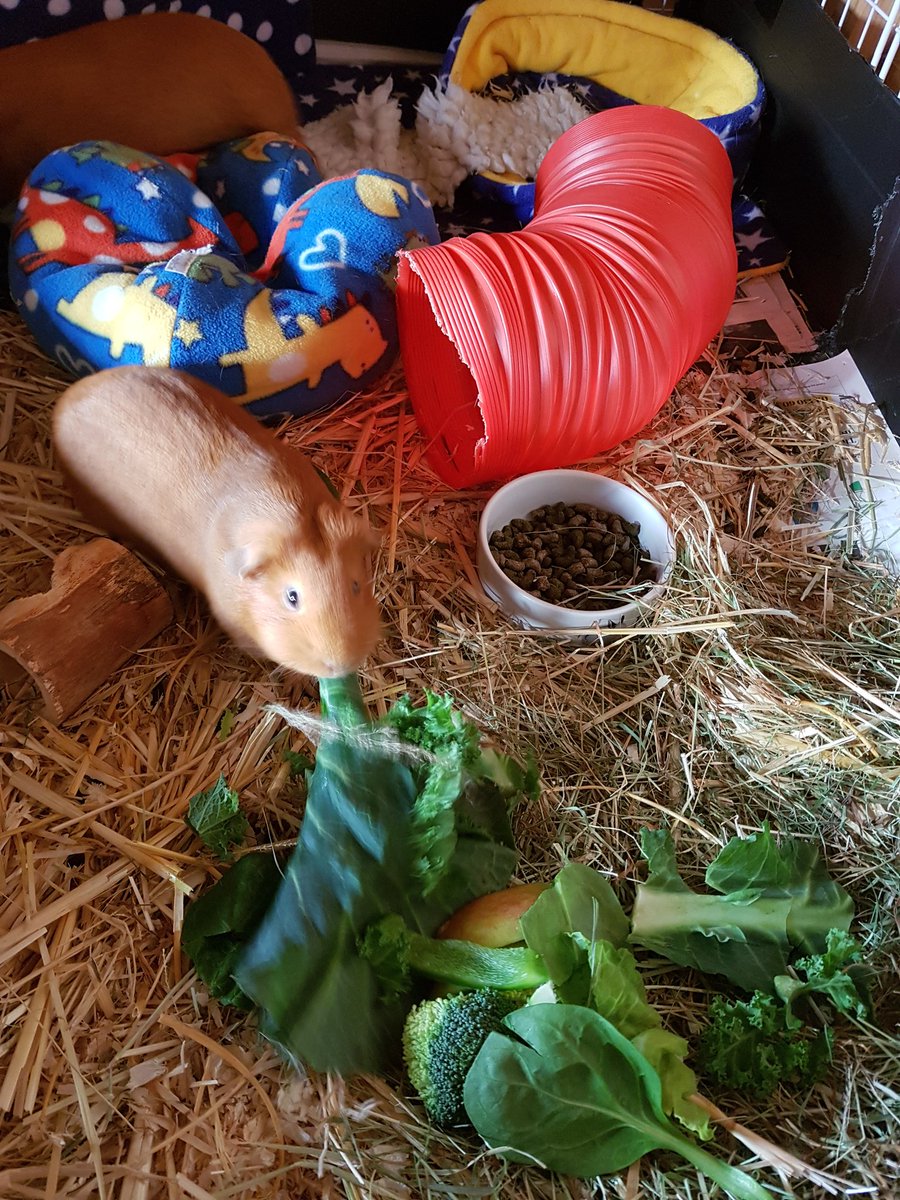 sleepy_burrows's tweet photo. Boarders enjoying some Sunday afternoon snacks Greens,curly kale , broccoli, pepper and a few apples/carrot ( it's the weekend 😘) tonight s snacks for boarders is fresh parsley and coriander. #hailstones #Rabbits #guineapigs #smallbusiness #smallpetboarding #petsitter #London https://t.co/Ee6G0BpHkm